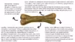 syta micha. kość do żucia dla psa hipoalergiczna z koniną 13,5 cm