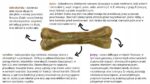 syta micha. kość do żucia dla psa hipoalergiczna z koniną 13,5 cm