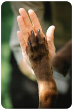 syta micha. kość do żucia dla psa na mocne stawy 13,5 cm