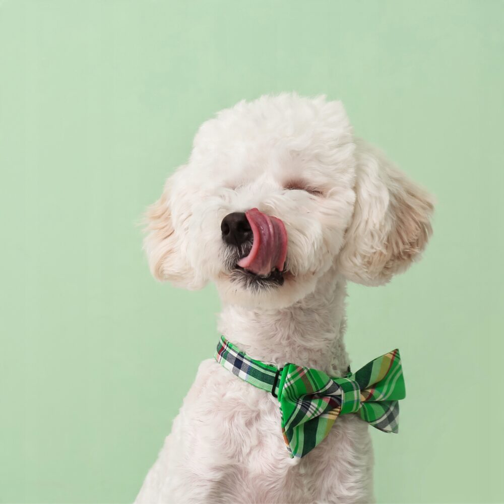 syta micha. kość do żucia dla psa na mocne stawy 13,5 cm