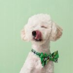 syta micha. kość do żucia dla psa na mocne stawy 13,5 cm