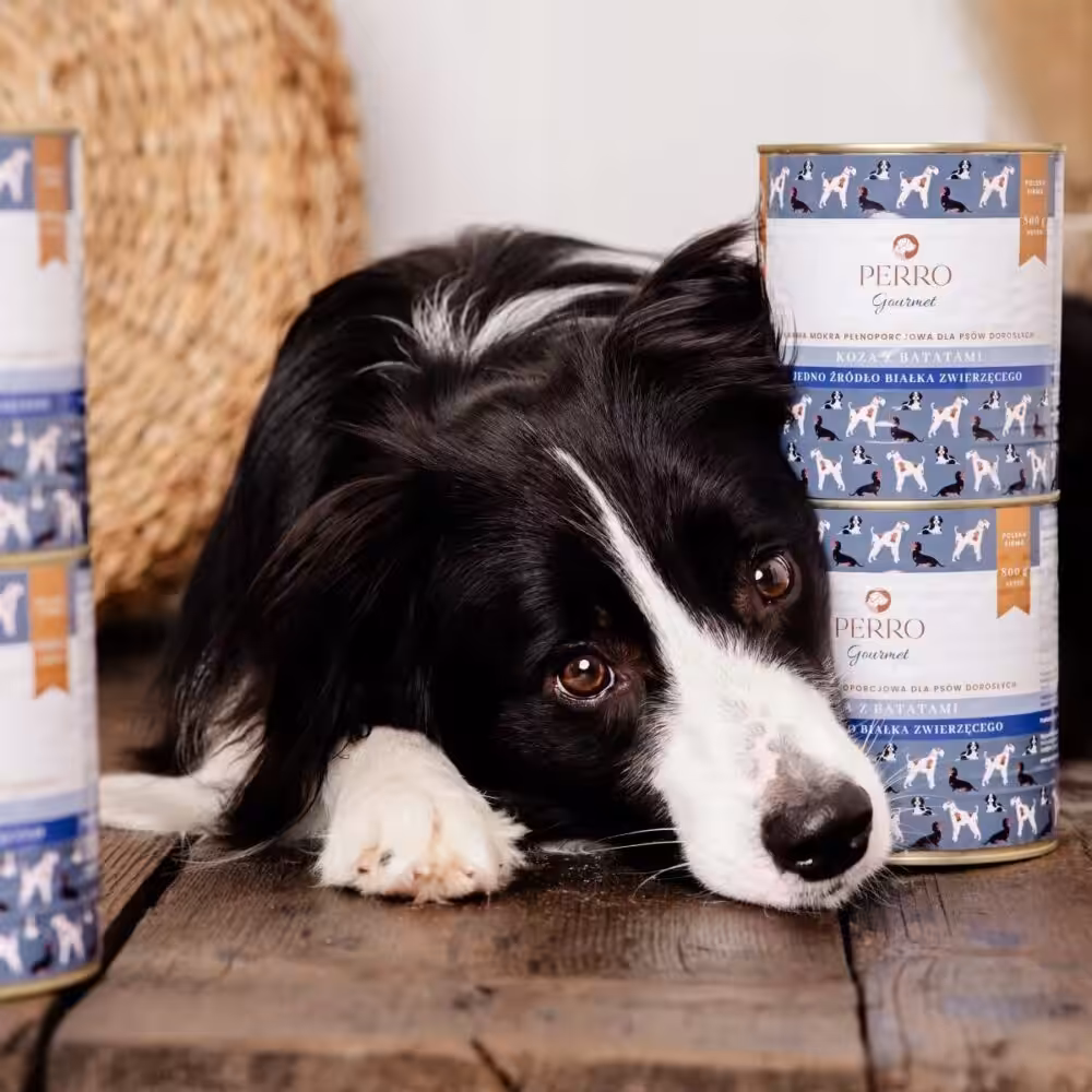 perro. karma mokra  gourmet koza z batatami dla psów dorosłych  400g