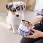 perro. mokra karma gourmet junior monobiałkowa  królik z dynią 400g