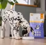 perro wołowina z batatami junior 9kg karma bezzbożowa dla szczeniąt