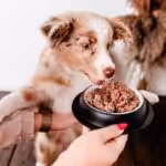perro gourmet monobiałkowa karma mokra jeleń z gruszką junior 800g dla psa