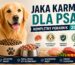 jaka karma dla psa? ranking i poradnik 2026